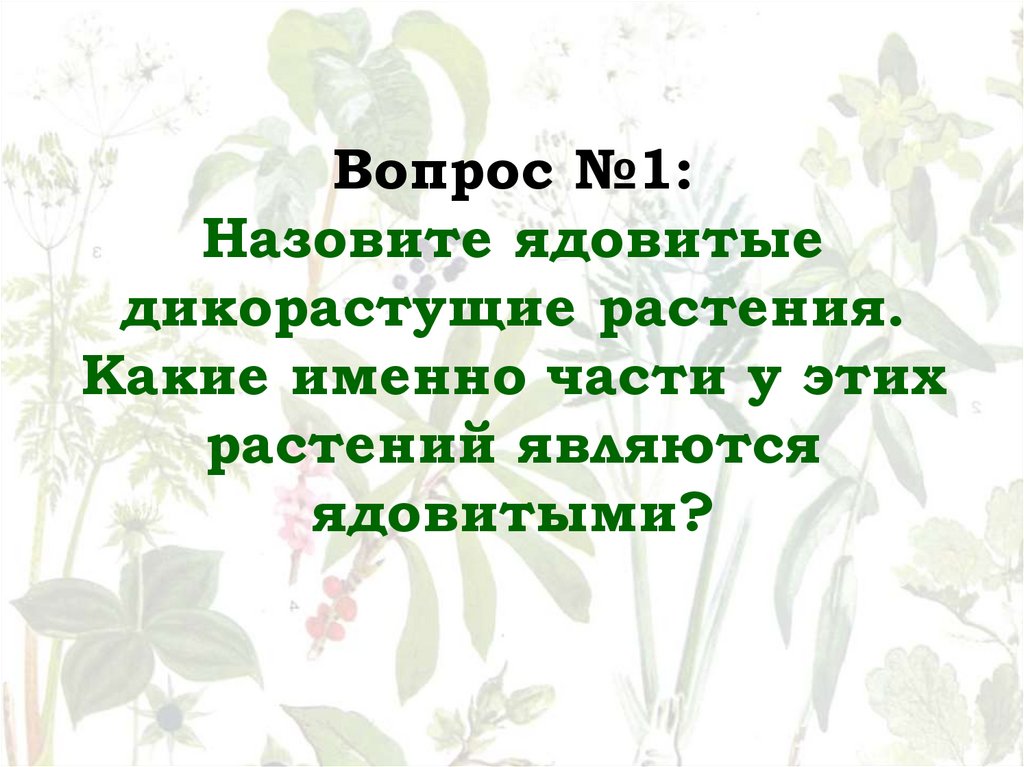 Вопрос №1: Назовите ядовитые дикорастущие растения. Какие именно части у этих растений являются ядовитыми?