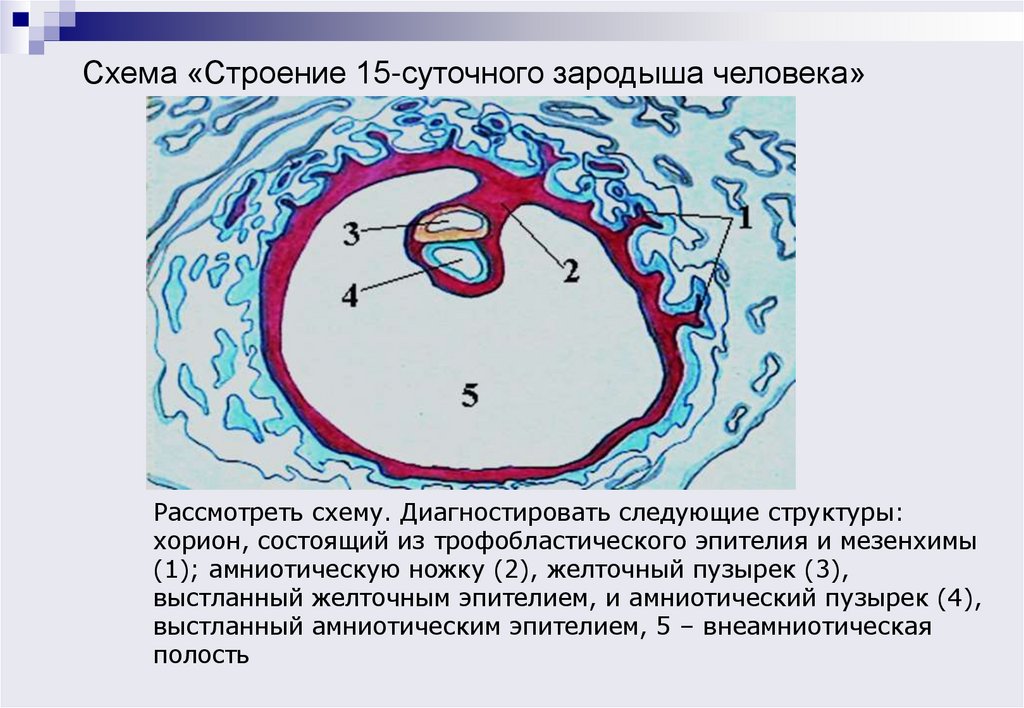Схема «Строение 15-суточного зародыша человека»