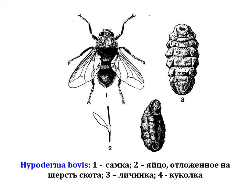 Hypoderma bovis: 1 - самка; 2 – яйцо, отложенное на шерсть скота; 3 – личинка; 4 - куколка