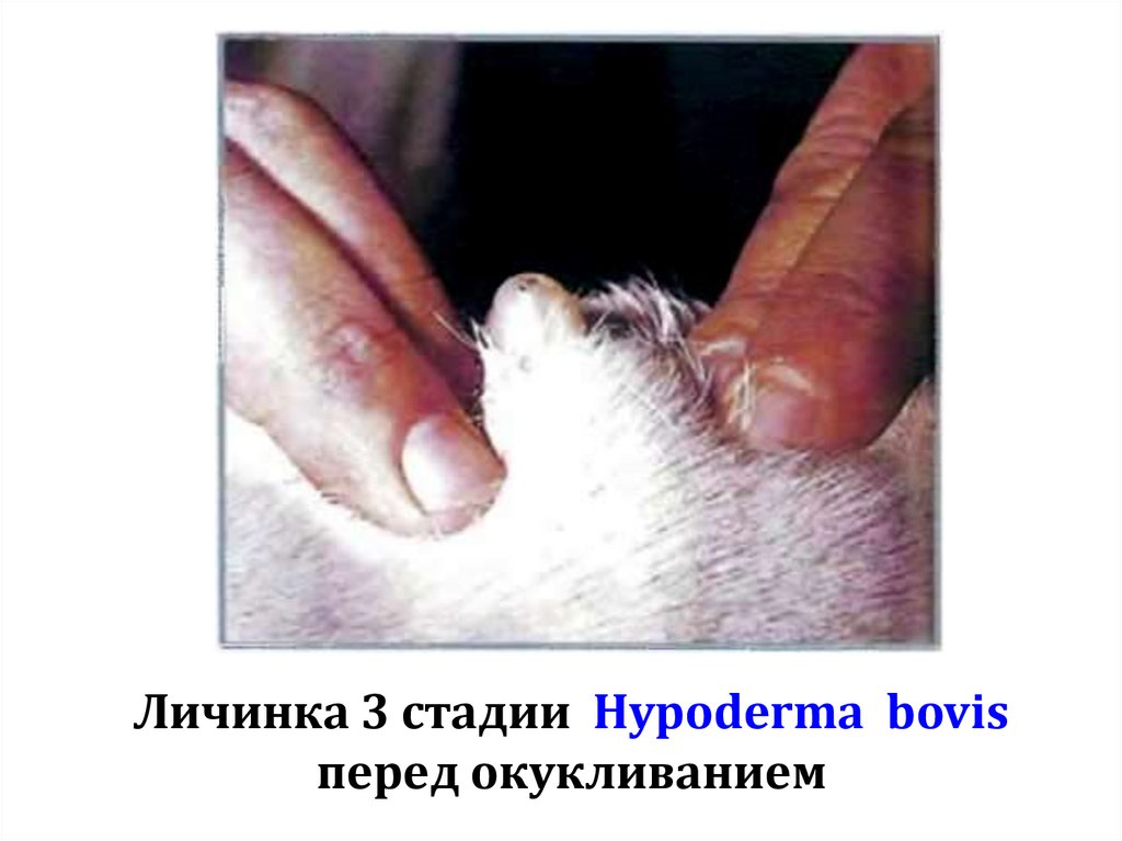 Личинка 3 стадии Hypoderma bovis перед окукливанием