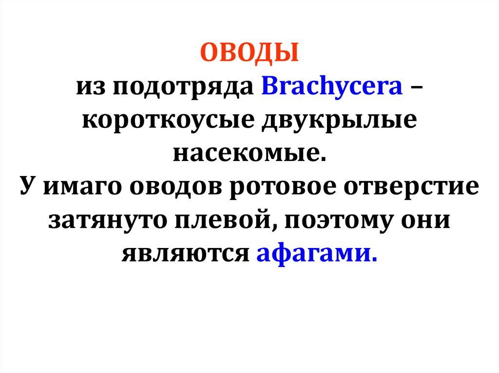 ОВОДЫ из подотряда Brachycera – короткоусые двукрылые насекомые. У имаго оводов ротовое отверстие затянуто плевой, поэтому они