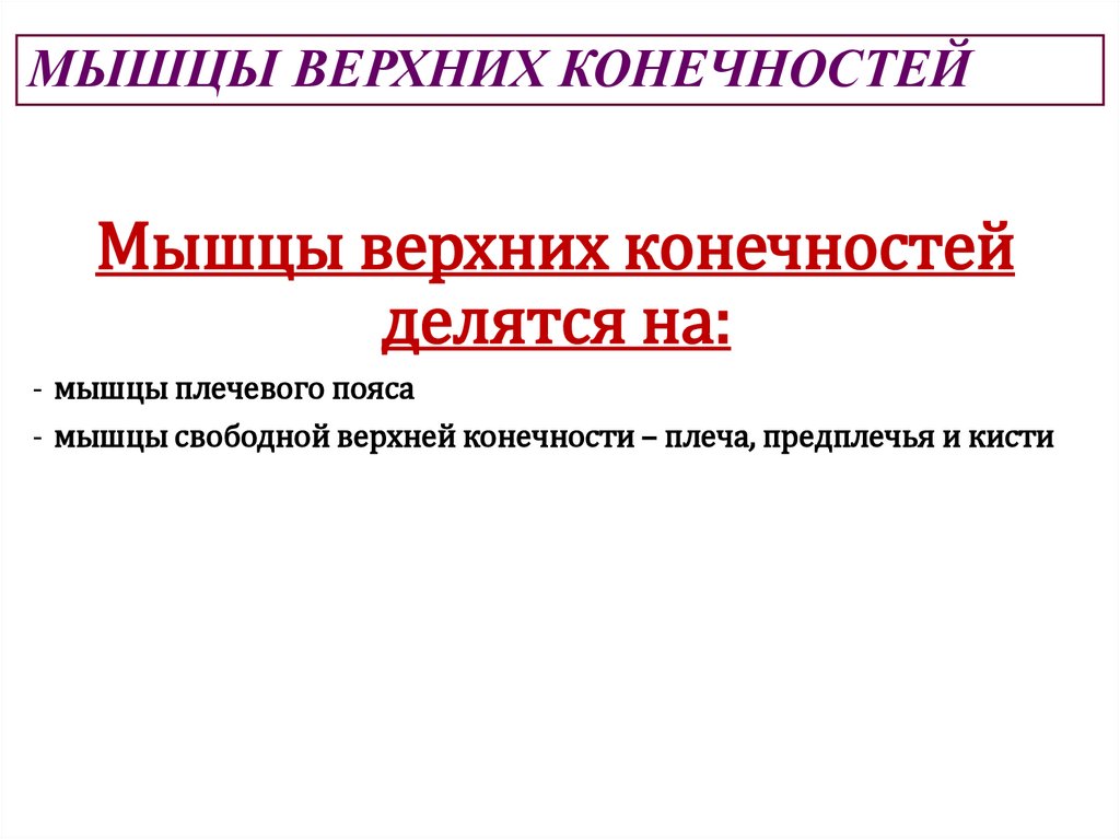 МЫШЦЫ ВЕРХНИХ КОНЕЧНОСТЕЙ