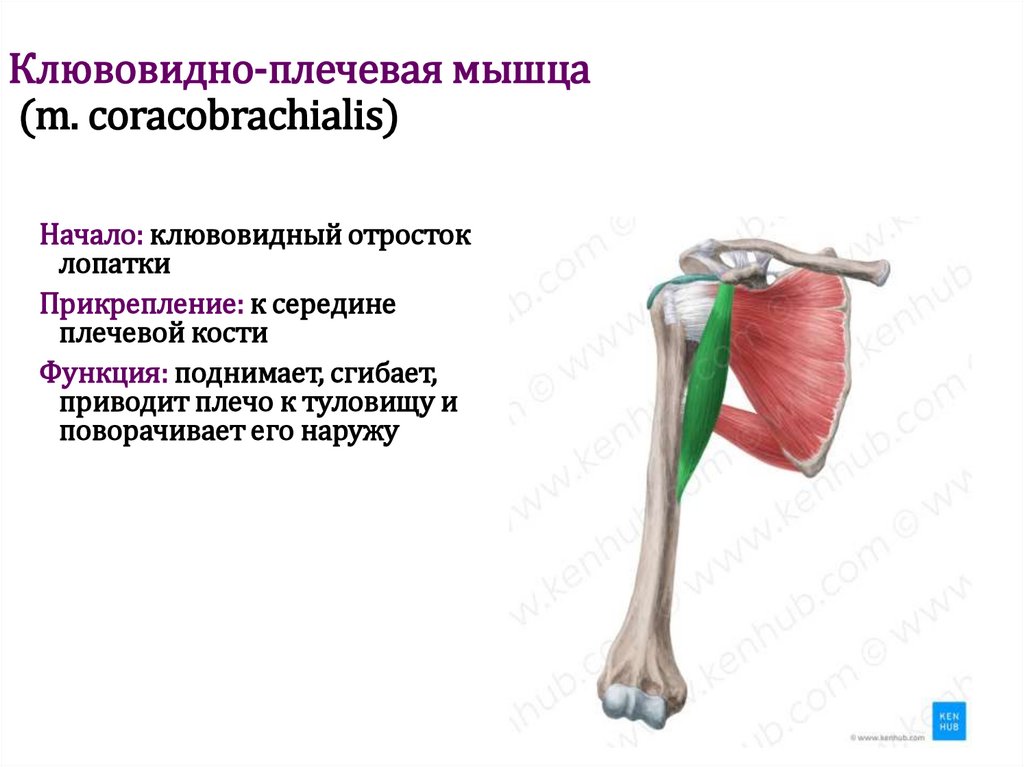 Клювовидно-плечевая мышца (m. coracobrachialis)