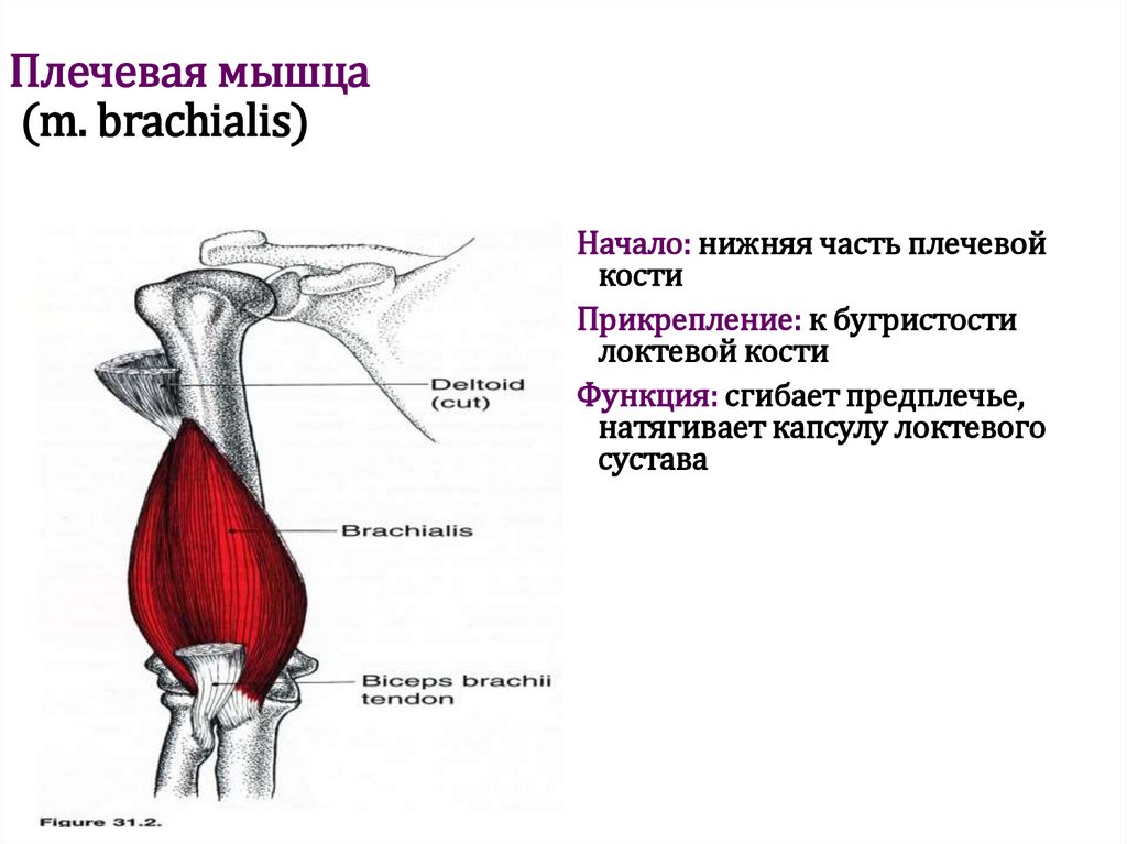 Плечевая мышца (m. brachialis)