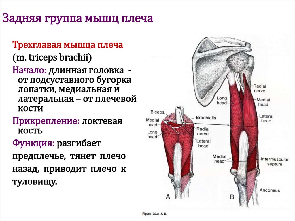 Задняя группа мышц плеча