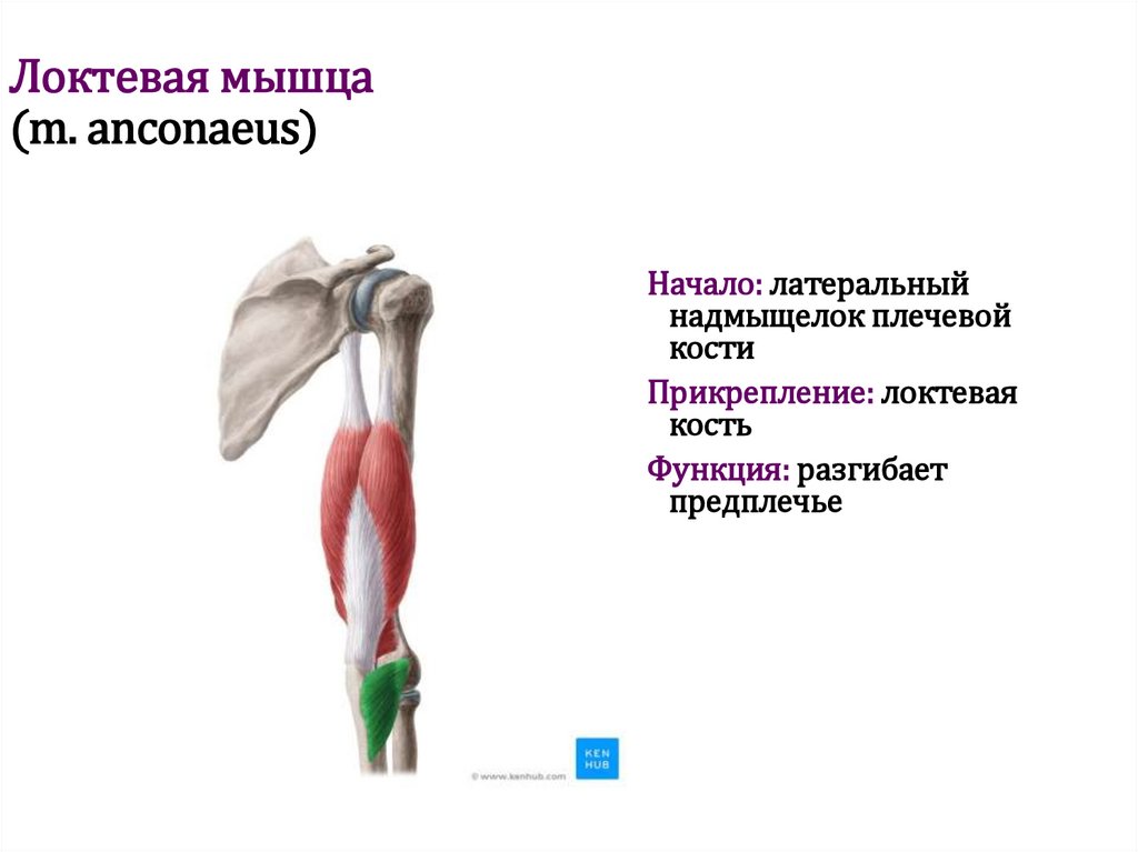 Локтевая мышца (m. anconaeus)