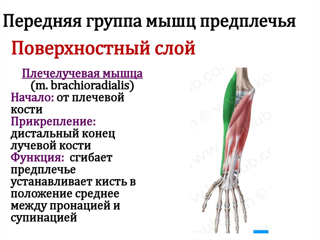 Передняя группа мышц предплечья