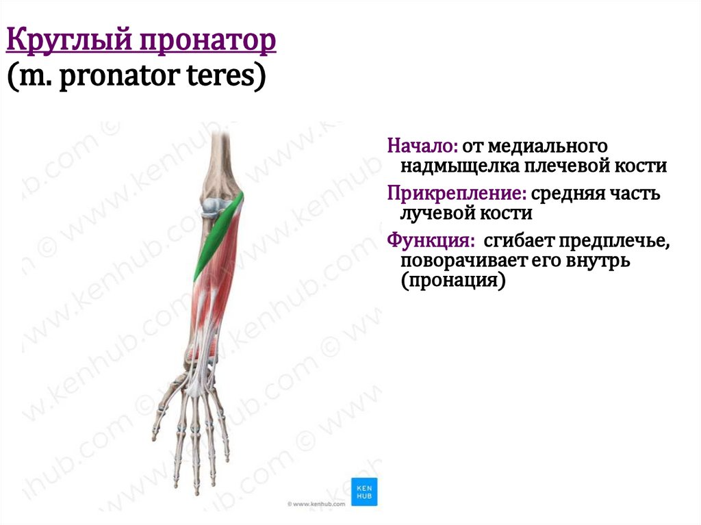 Круглый пронатор (m. pronator teres)