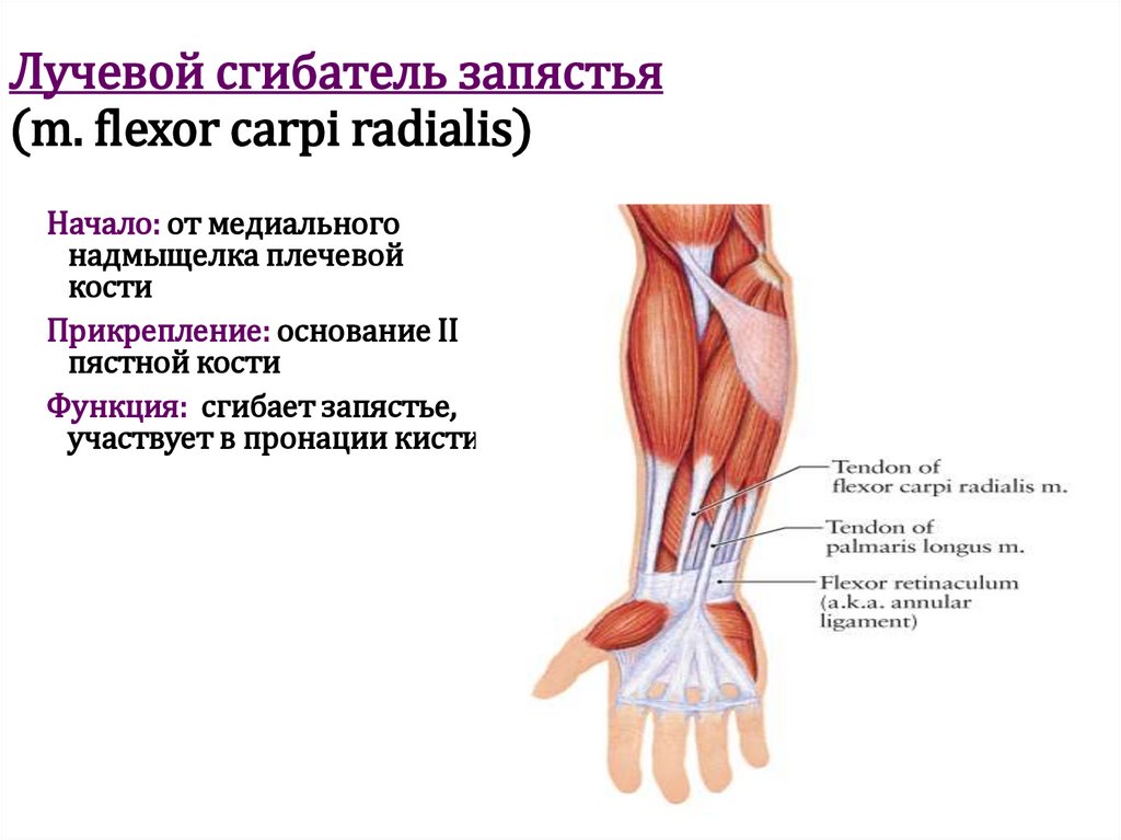 Лучевой сгибатель запястья (m. flexor carpi radialis)