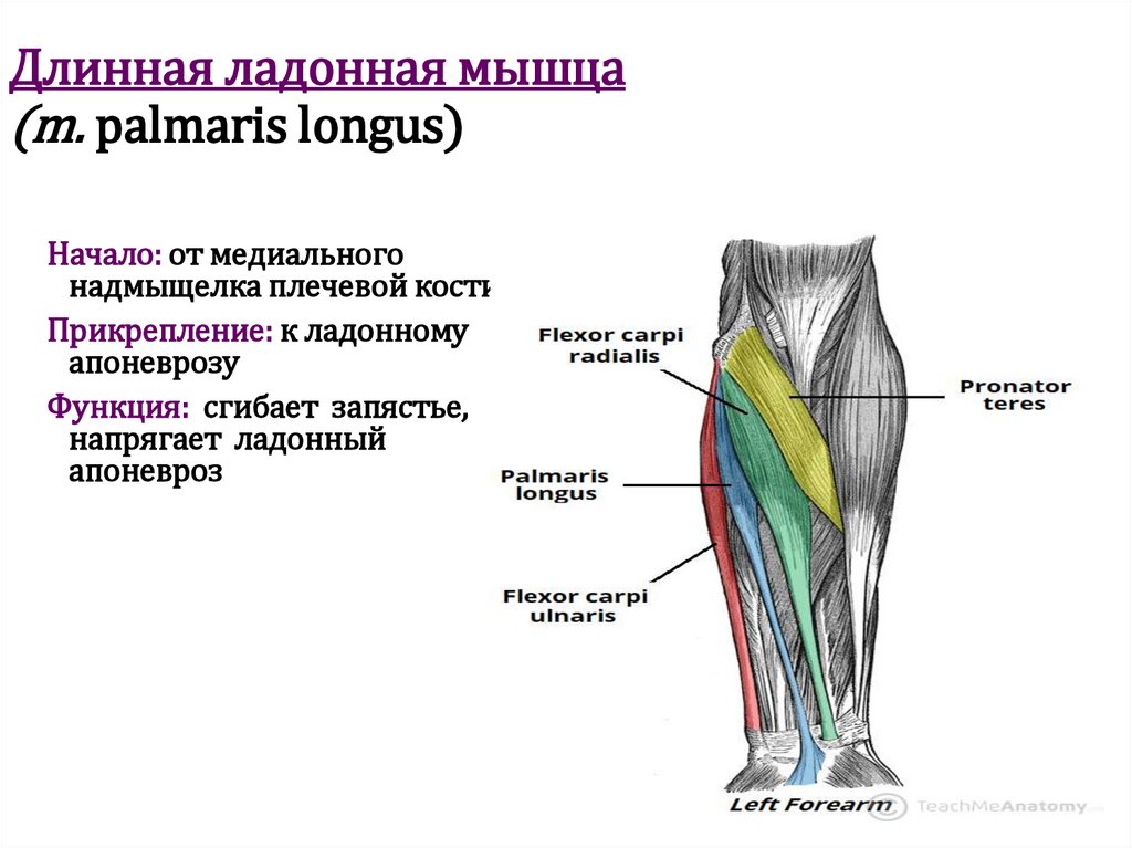 Длинная ладонная мышца (m. palmaris longus)