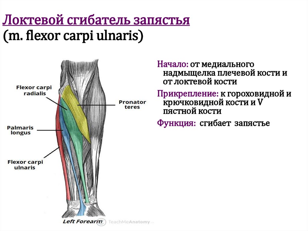 Локтевой сгибатель запястья (m. flexor carpi ulnaris)