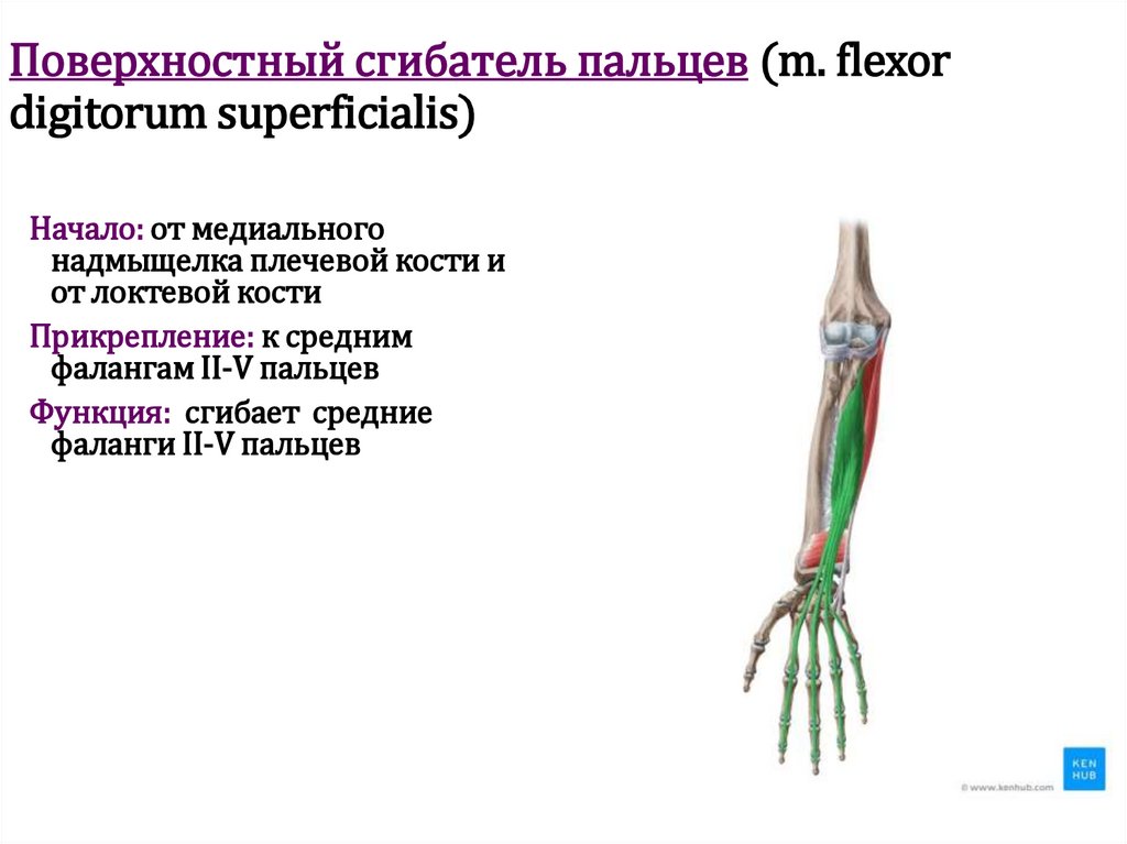 Поверхностный сгибатель пальцев (m. flexor digitorum superficialis)