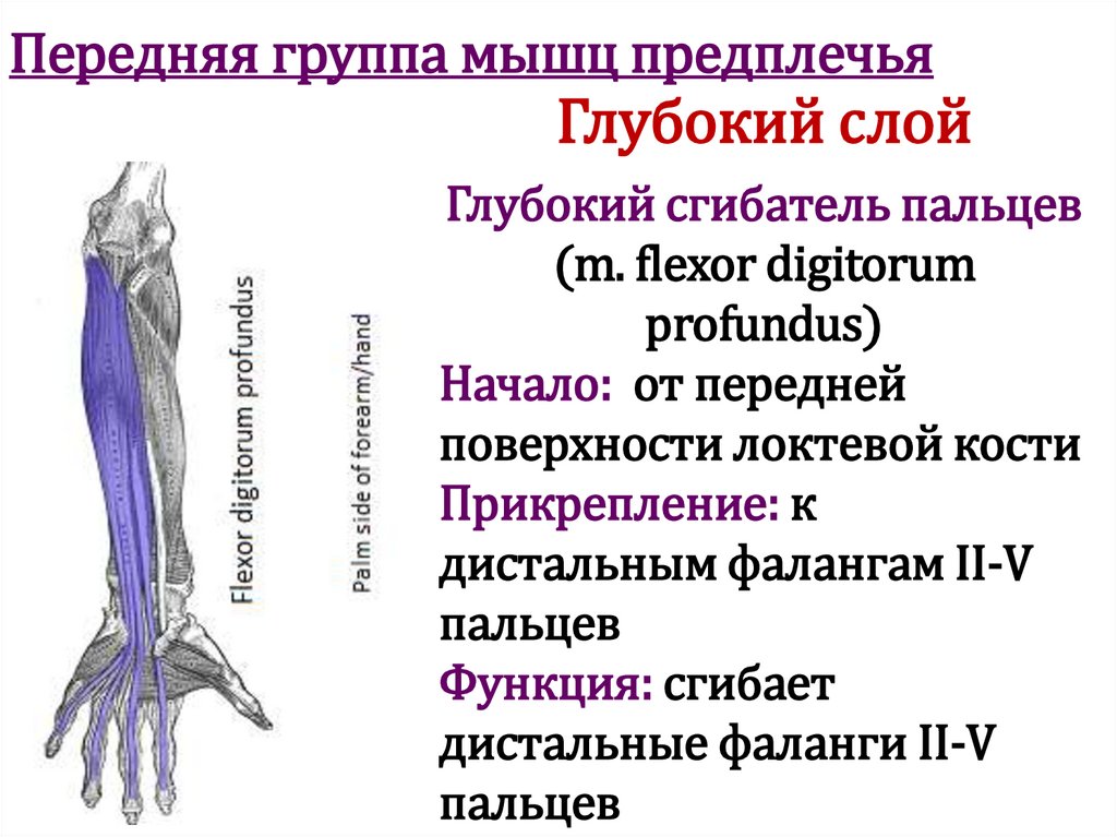 Передняя группа мышц предплечья