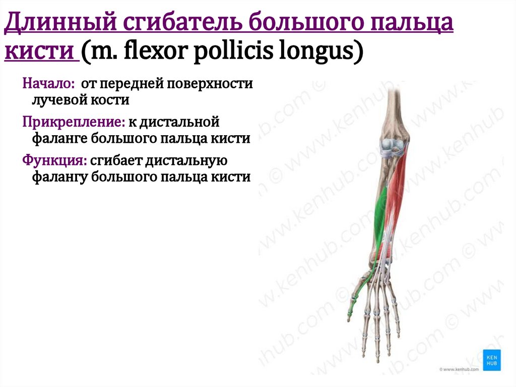 Длинный сгибатель большого пальца кисти (m. flexor pollicis longus)