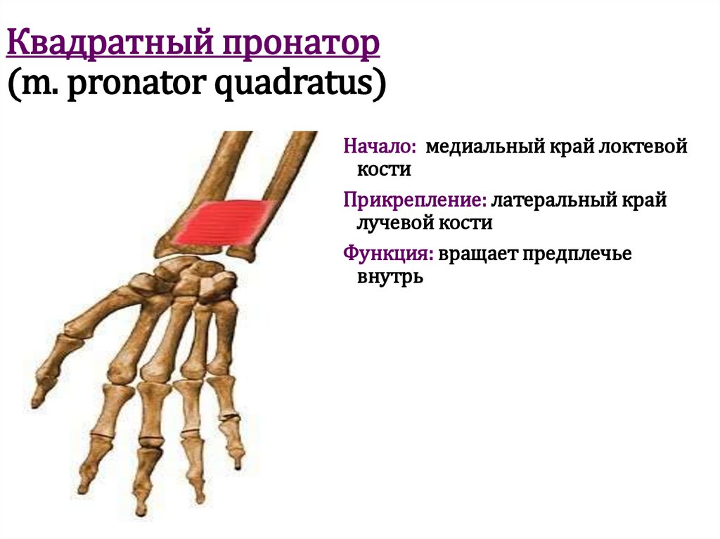 Квадратный пронатор (m. pronator quadratus)