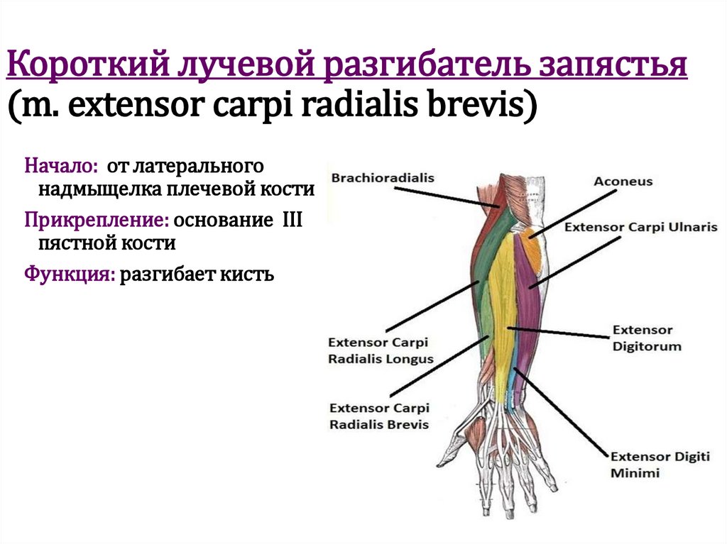 Короткий лучевой разгибатель запястья (m. extensor carpi radialis brevis)
