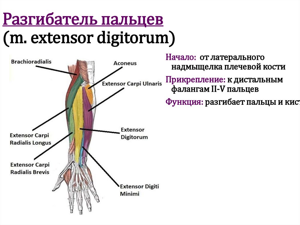 Разгибатель пальцев (m. extensor digitorum)