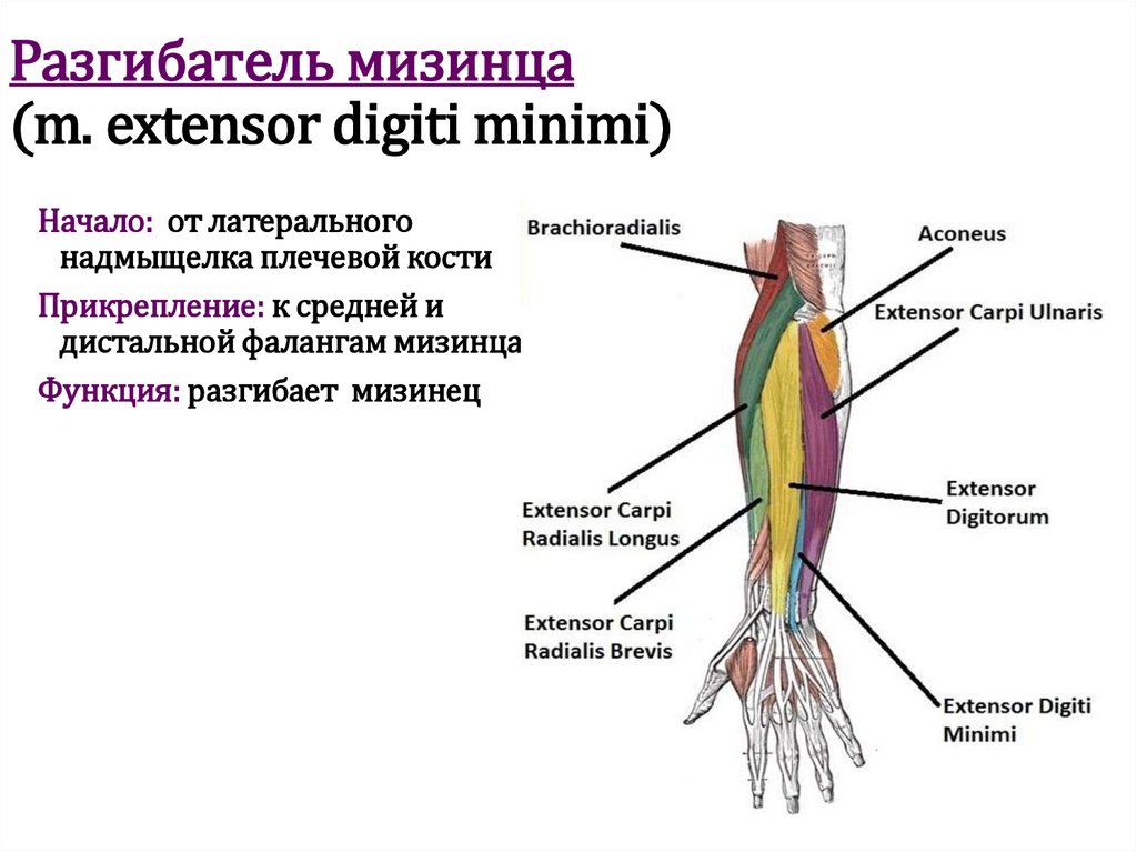 Разгибатель мизинца (m. extensor digiti minimi)