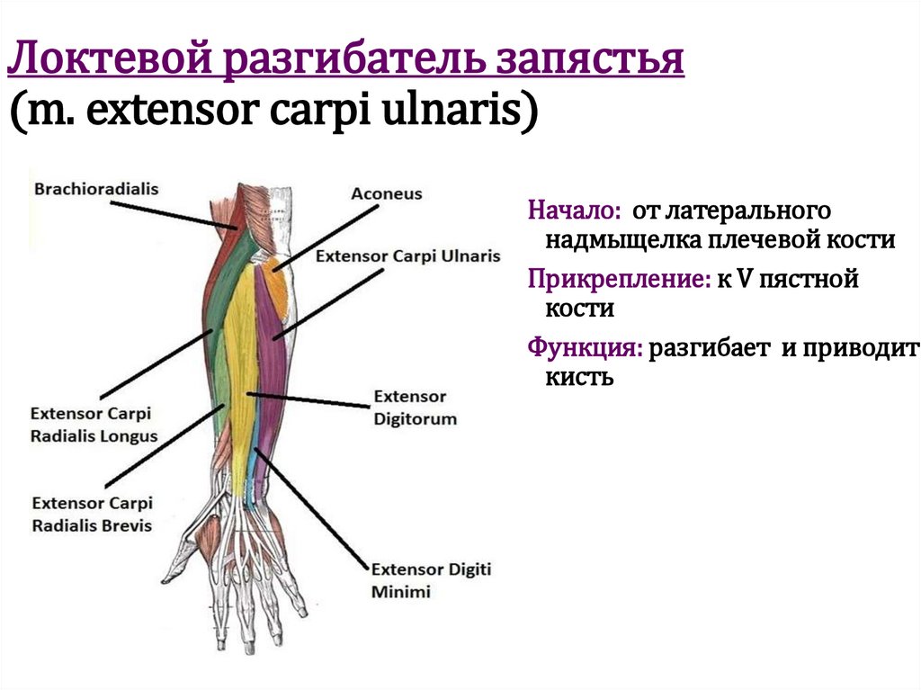 Локтевой разгибатель запястья (m. extensor carpi ulnaris)