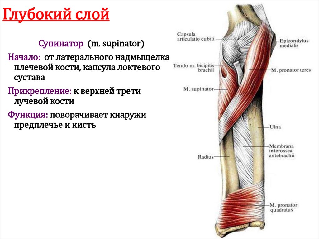 Глубокий слой