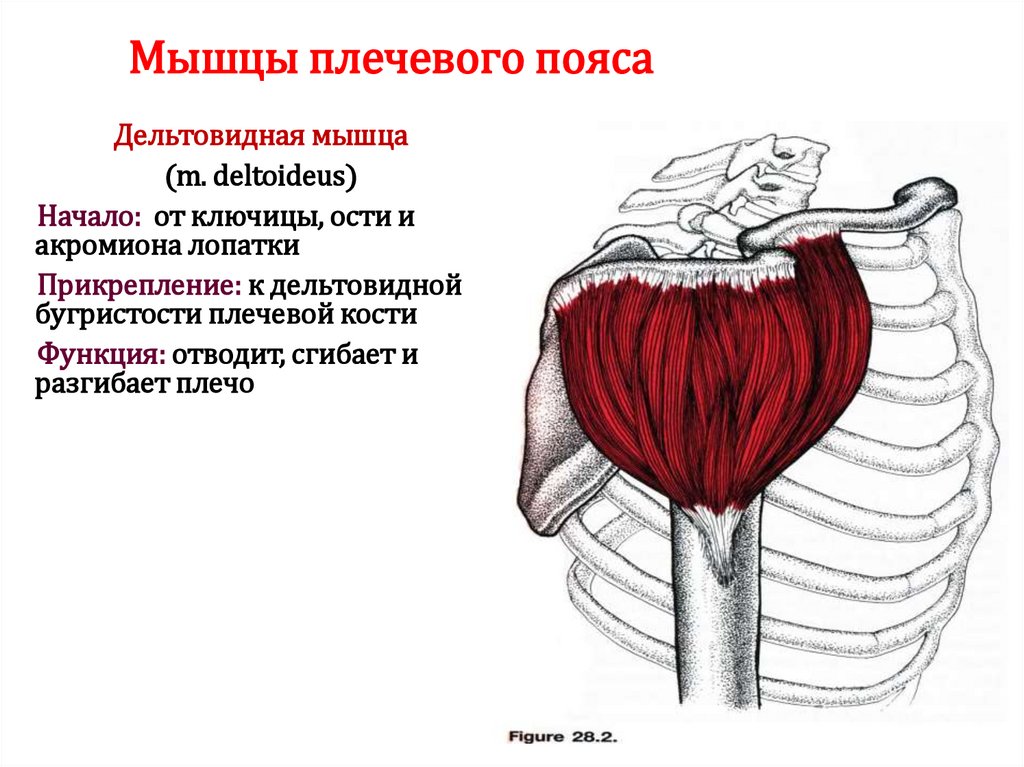 Мышцы плечевого пояса