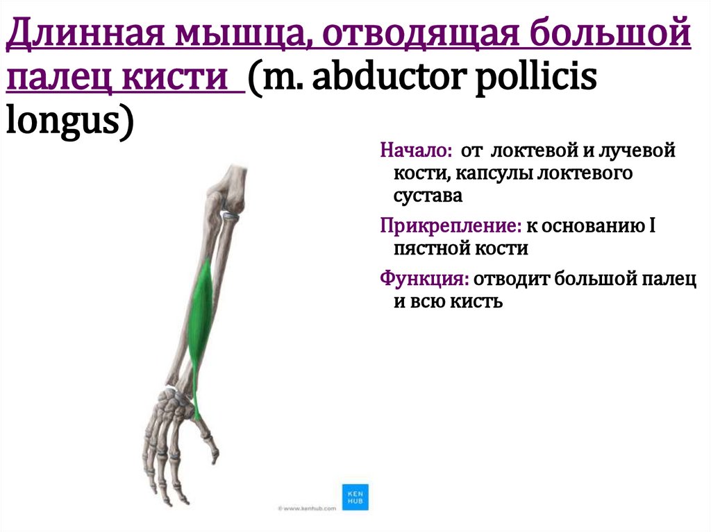 Длинная мышца, отводящая большой палец кисти (m. abductor pollicis longus)
