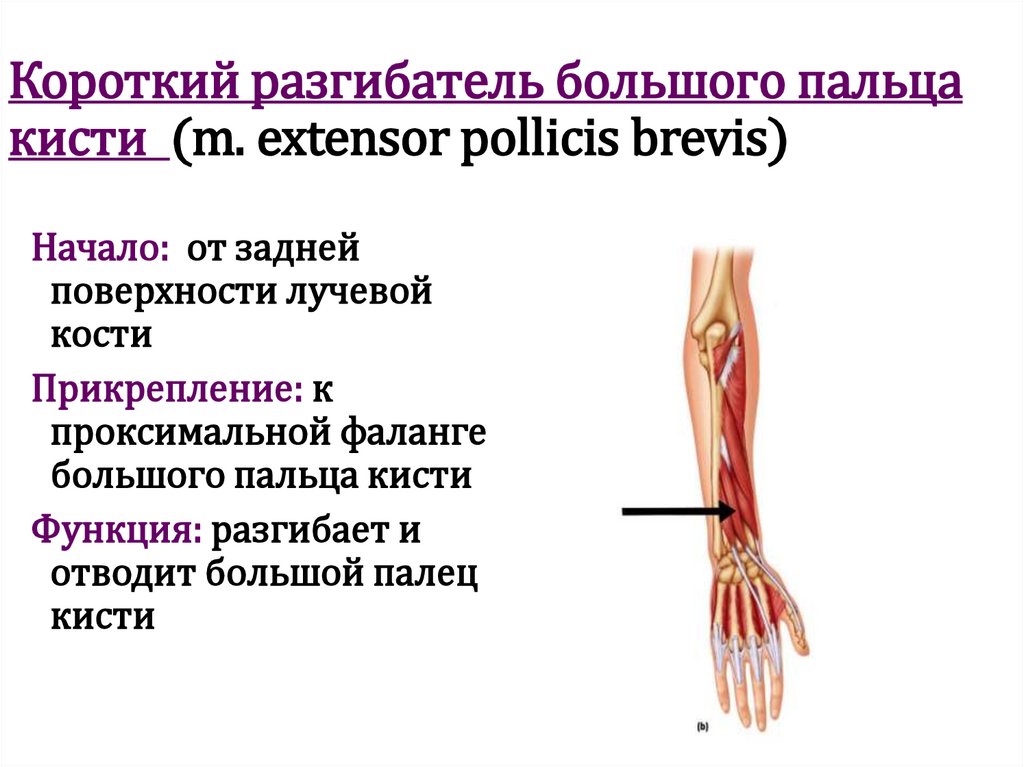 Короткий разгибатель большого пальца кисти (m. extensor pollicis brevis)