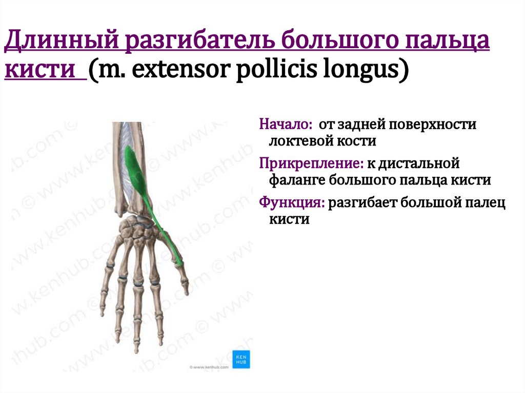 Длинный разгибатель большого пальца кисти (m. extensor pollicis longus)