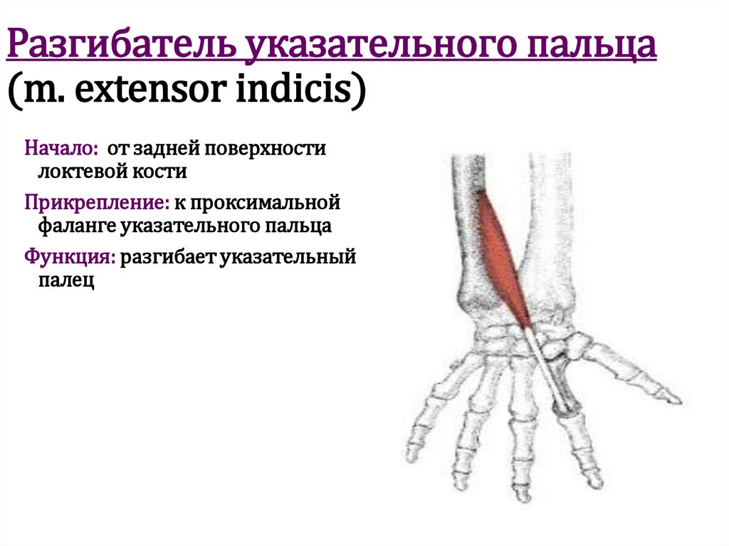 Разгибатель указательного пальца (m. extensor indicis)