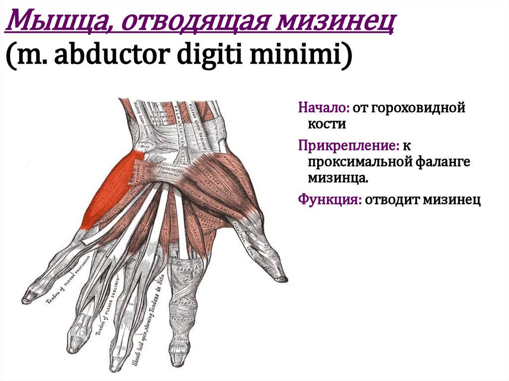 Мышца, отводящая мизинец (m. abductor digiti minimi)