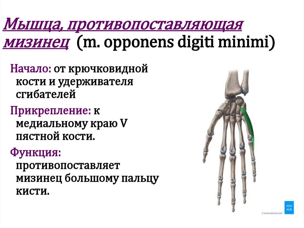 Мышца, противопоставляющая мизинец (m. opponens digiti minimi)