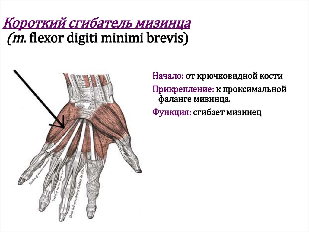 Короткий сгибатель мизинца (m. flexor digiti minimi brevis)