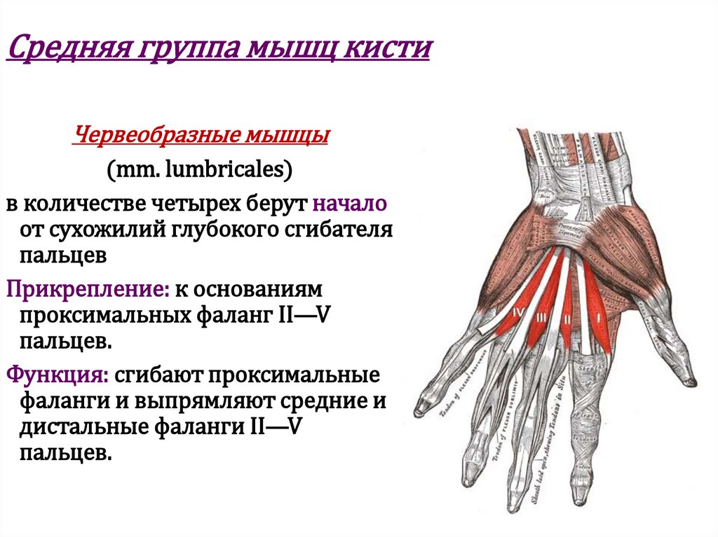 Средняя группа мышц кисти