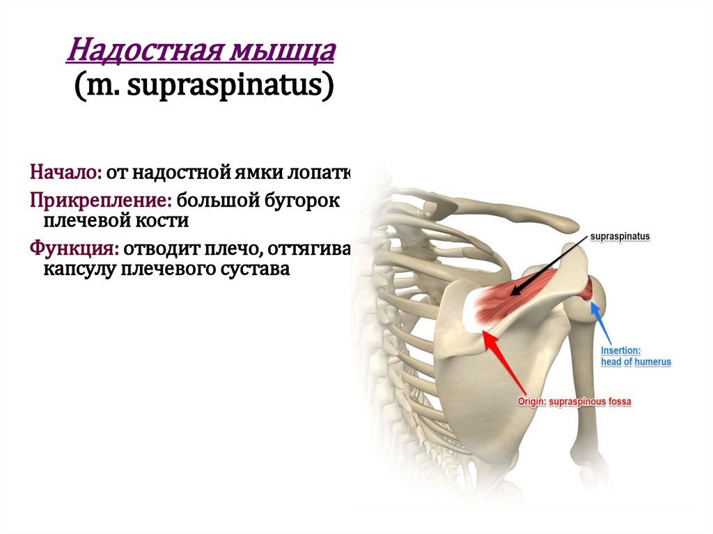 Надостная мышца (m. supraspinatus)
