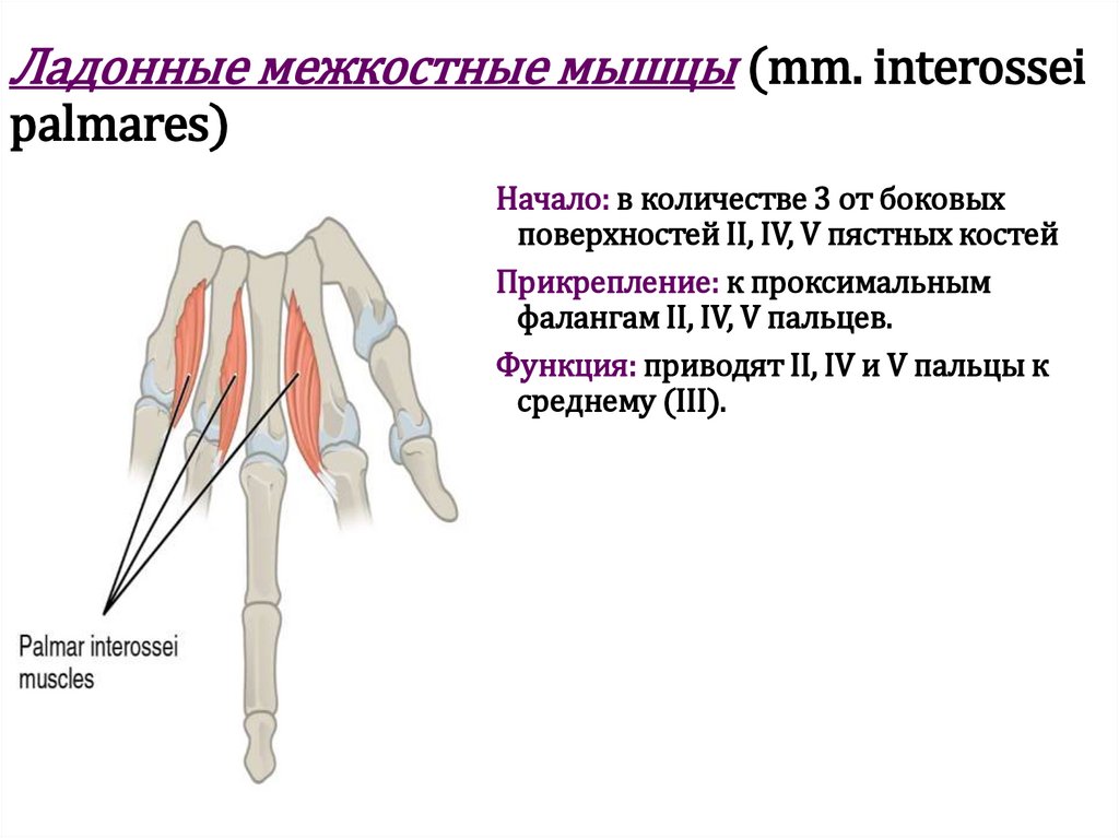Ладонные межкостные мышцы (mm. interossei palmares)