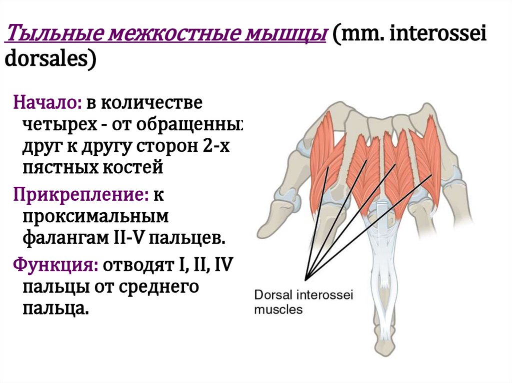 Тыльные межкостные мышцы (mm. interossei dorsales)