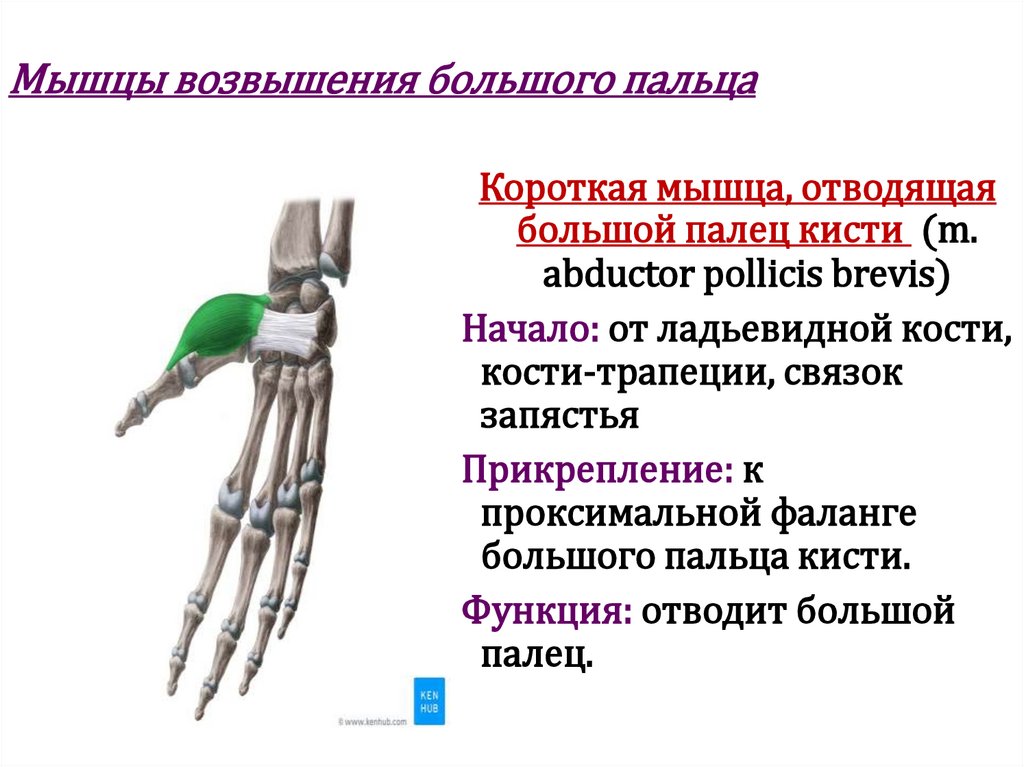 Мышцы возвышения большого пальца
