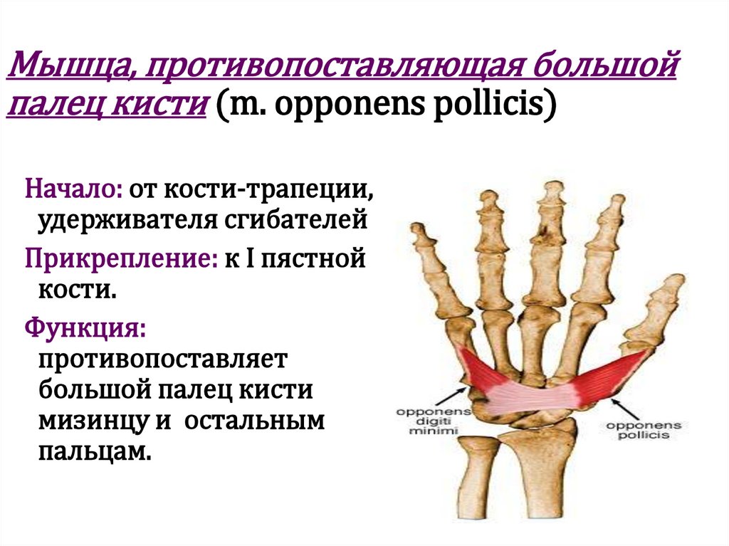 Мышца, противопоставляющая большой палец кисти (m. opponens pollicis)