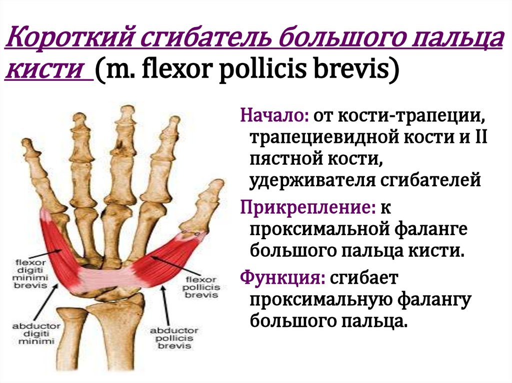Короткий сгибатель большого пальца кисти (m. flexor pollicis brevis)
