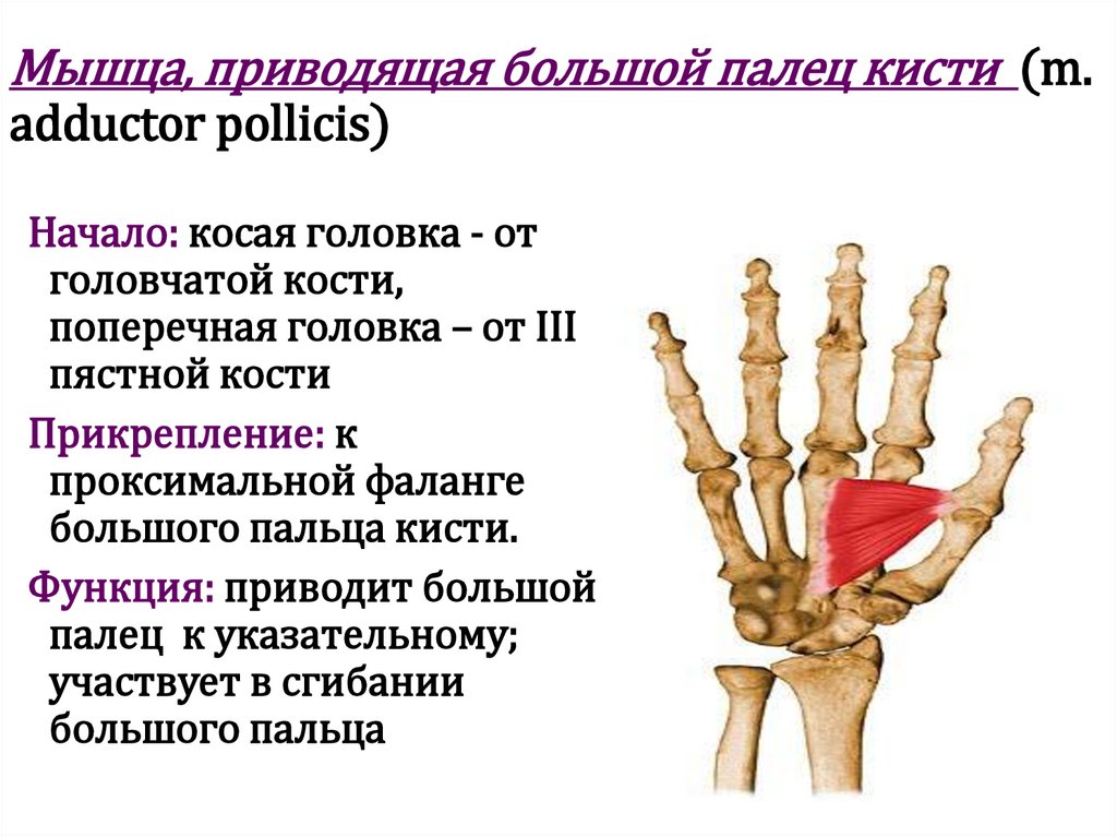 Мышца, приводящая большой палец кисти (m. adductor pollicis)
