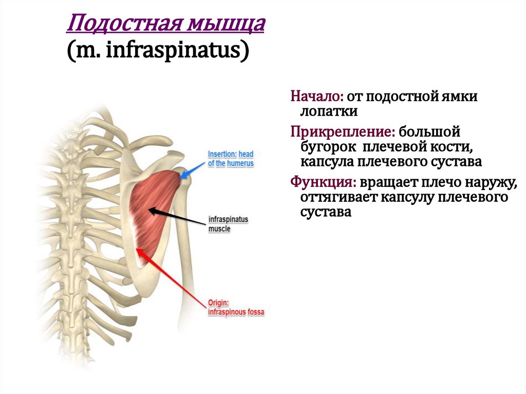 Подостная мышца (m. infraspinatus)