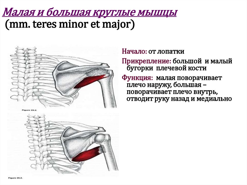 Малая и большая круглые мышцы (mm. teres minor et major)