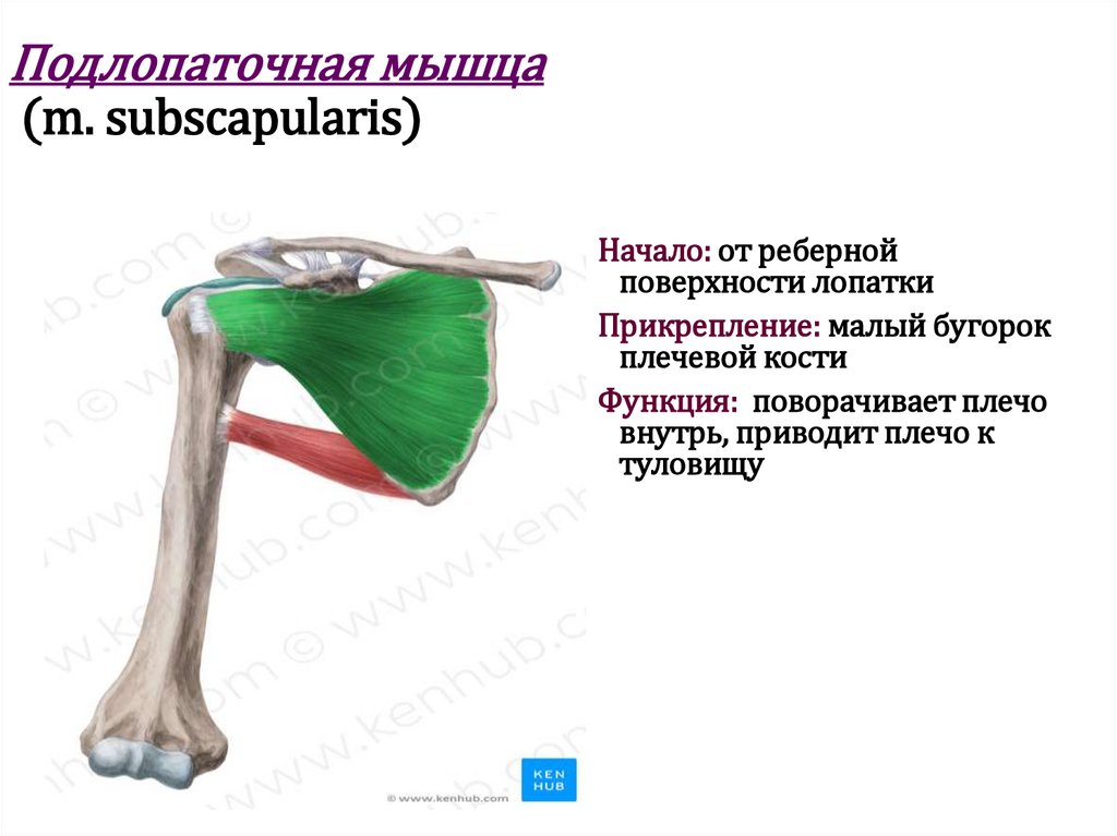Подлопаточная мышца (m. subscapularis)