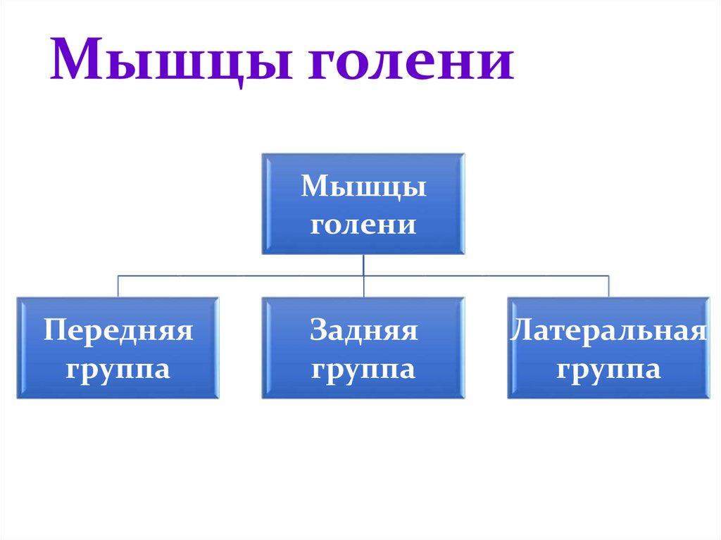 Мышцы голени