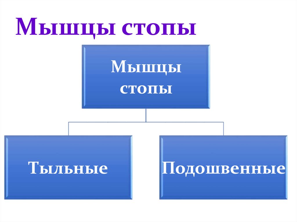 Мышцы стопы