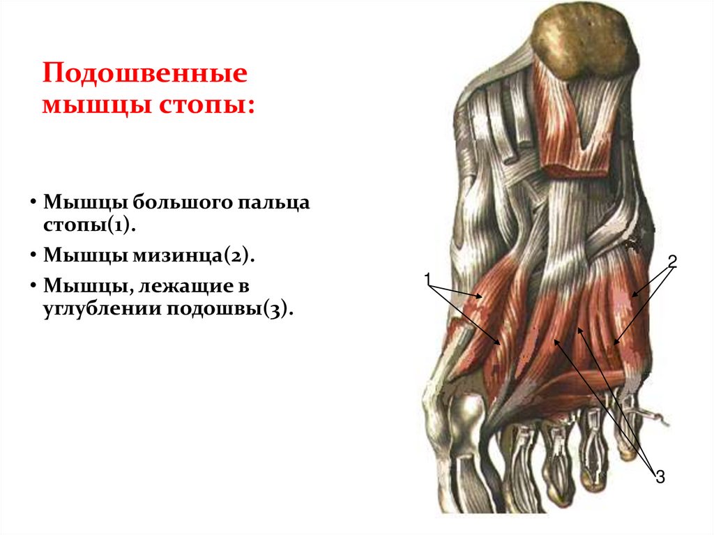 Подошвенные мышцы стопы: