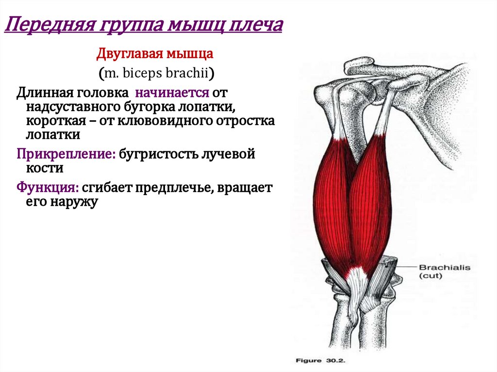 Передняя группа мышц плеча