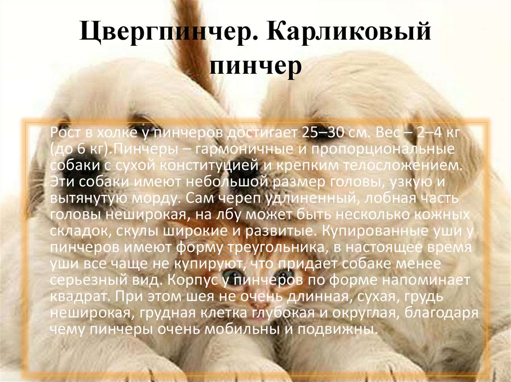 Цвергпинчер. Карликовый пинчер