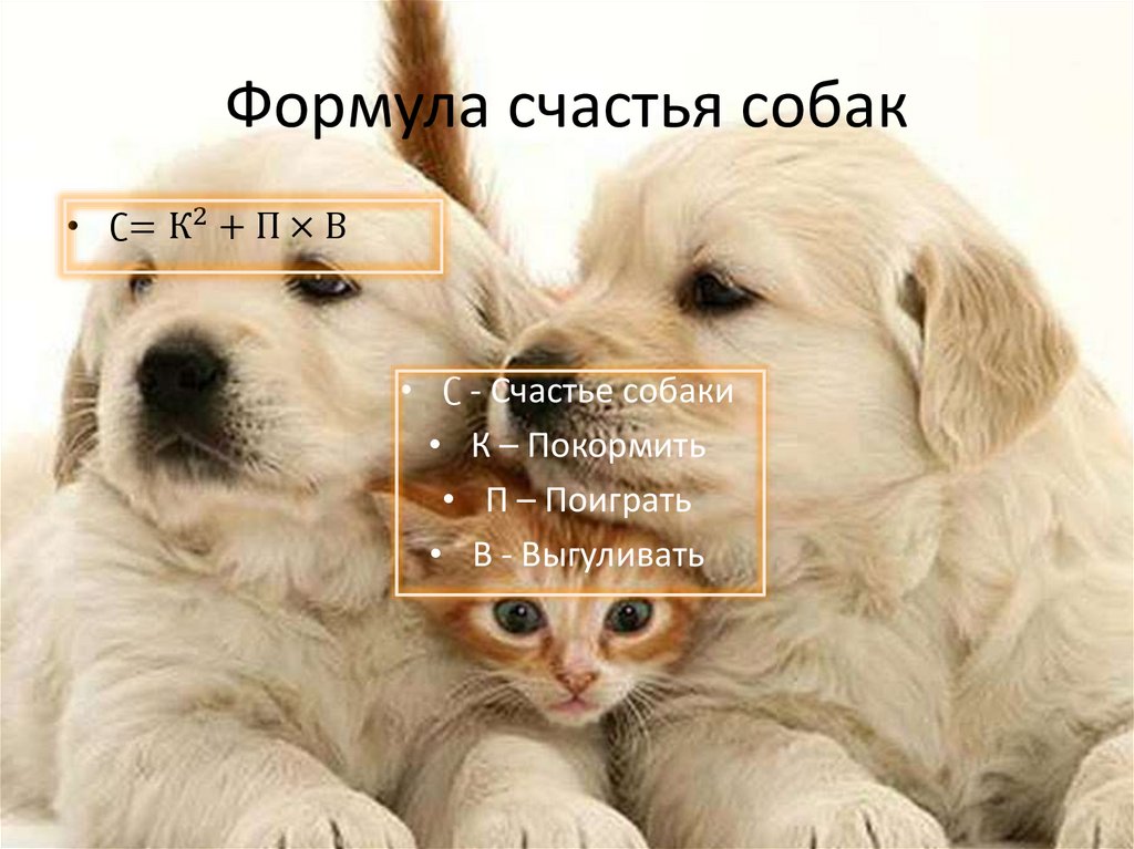 Формула счастья собак
