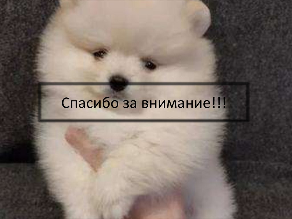 Спасибо за внимание!!!